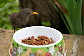 Cheeky blackbird (Turdus merula) feeding from cat's dish